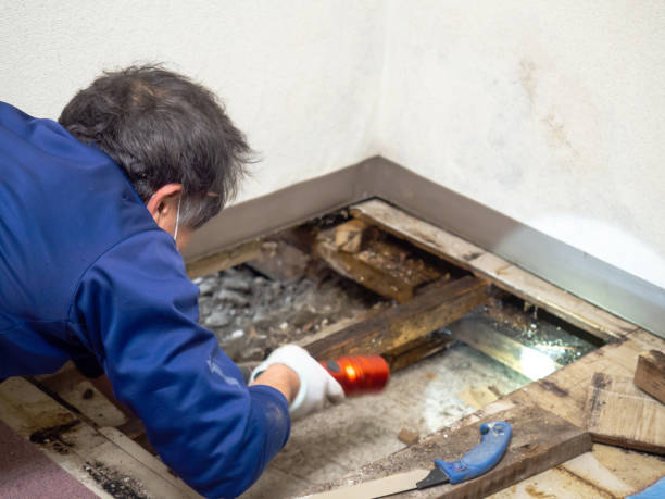 Mold Removal and Inspection in Canal Winchester, OH
