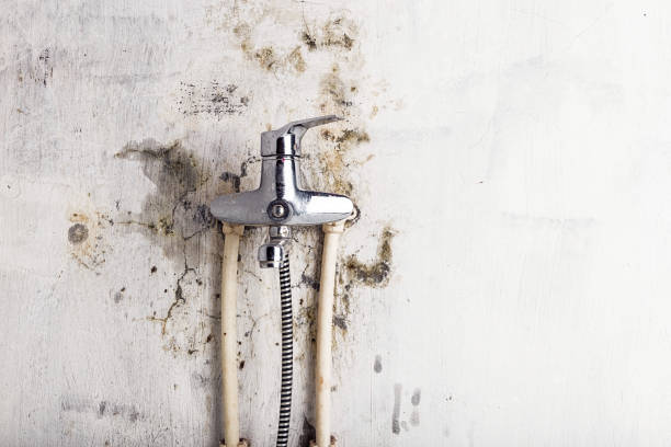 Office Mold Removal Services in Canal Winchester, OH