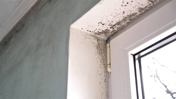 Best Home Mold Removal  in Canal Winchester, OH