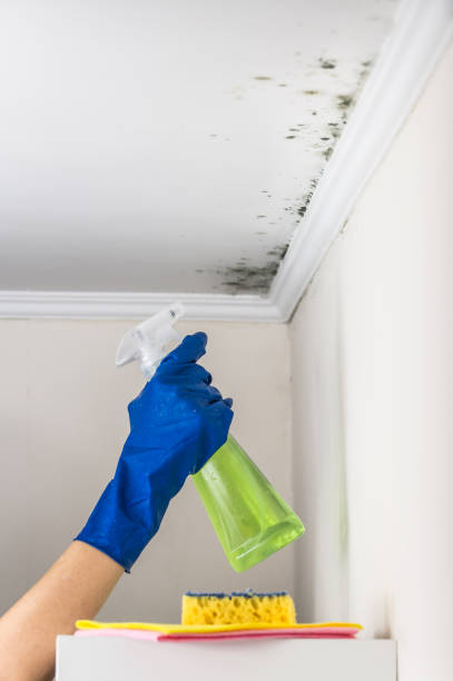 Best Certified Mold Removal  in Canal Winchester, OH