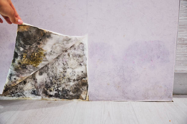 Mold Removal Process in Canal Winchester, OH